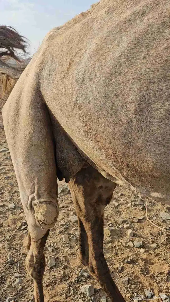 ناقه عادي قمراء لقحه ديس مشروط وهداوه شرط 0