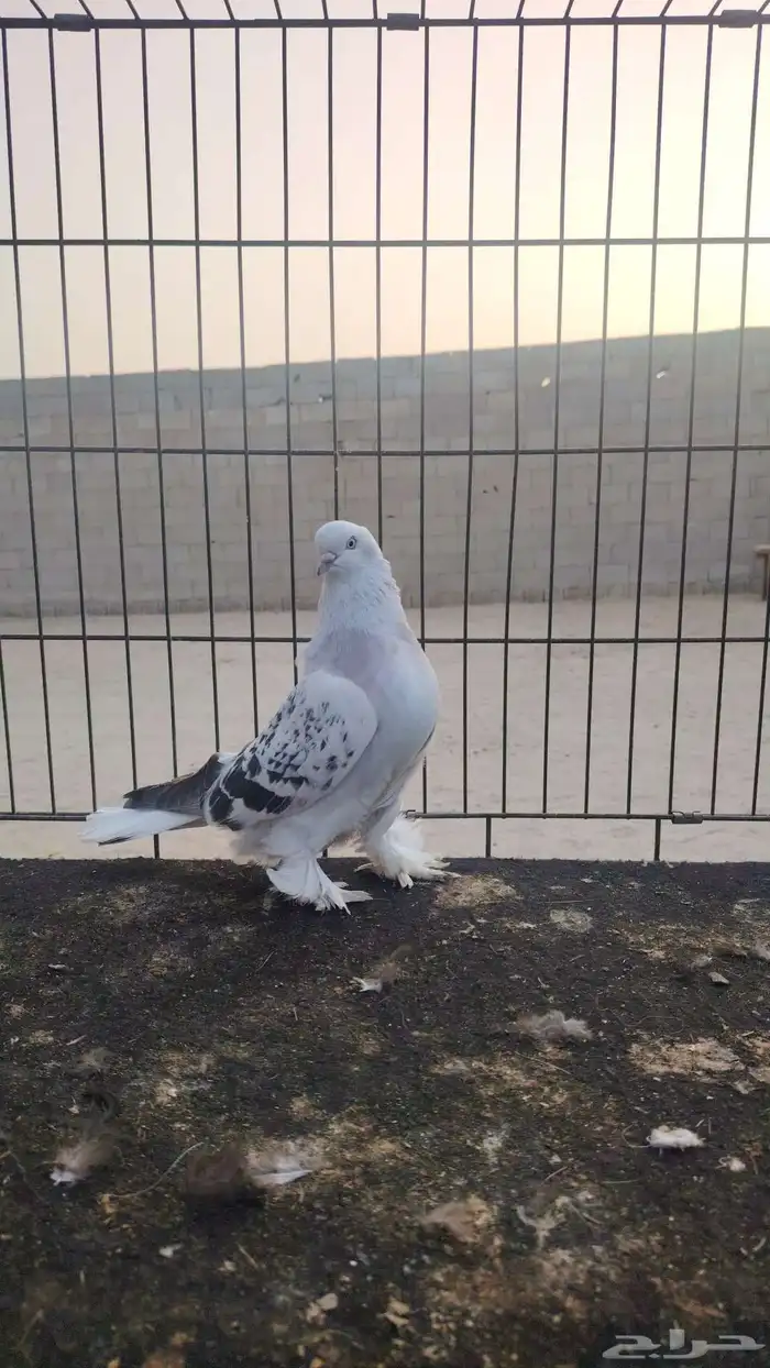 فردات حمام مميزه 2