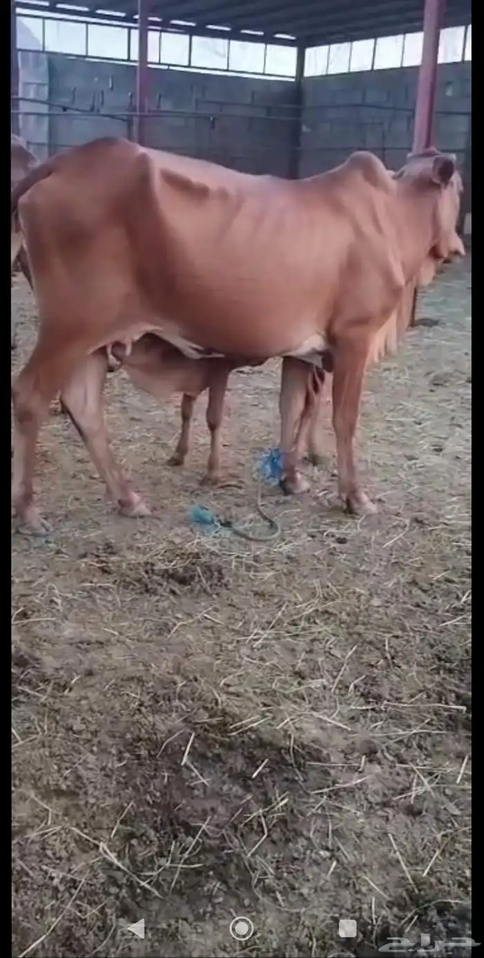 بقر مناتيج واحده تحتها ذكر واحده تحتها انثى 1