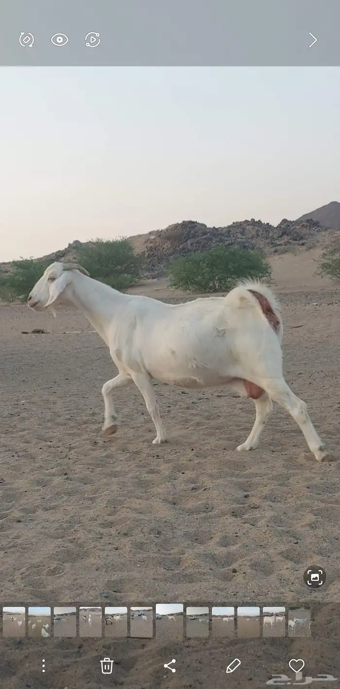 عنزين وجفره دفع مقربات 0