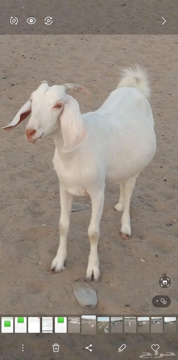 عنزين وجفره دفع مقربات 1