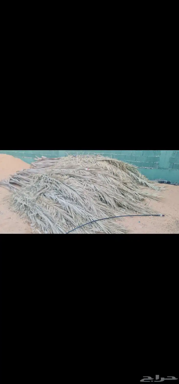 جريد النخيل (سعف) 0