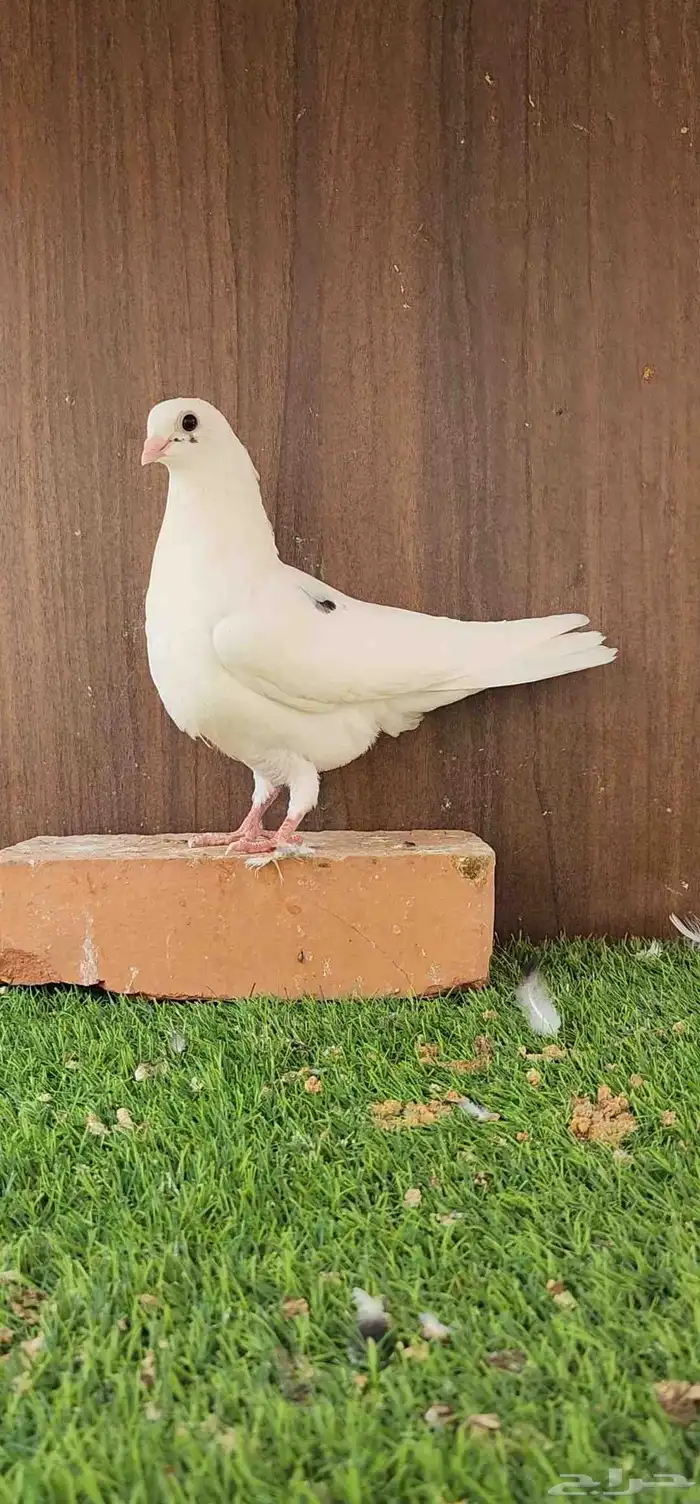طبات قطيفي قندي 2