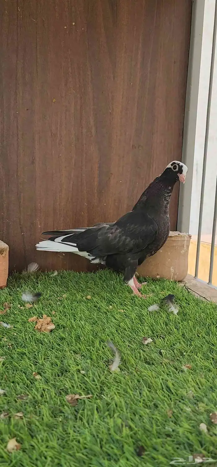 طبات قطيفي قندي 5