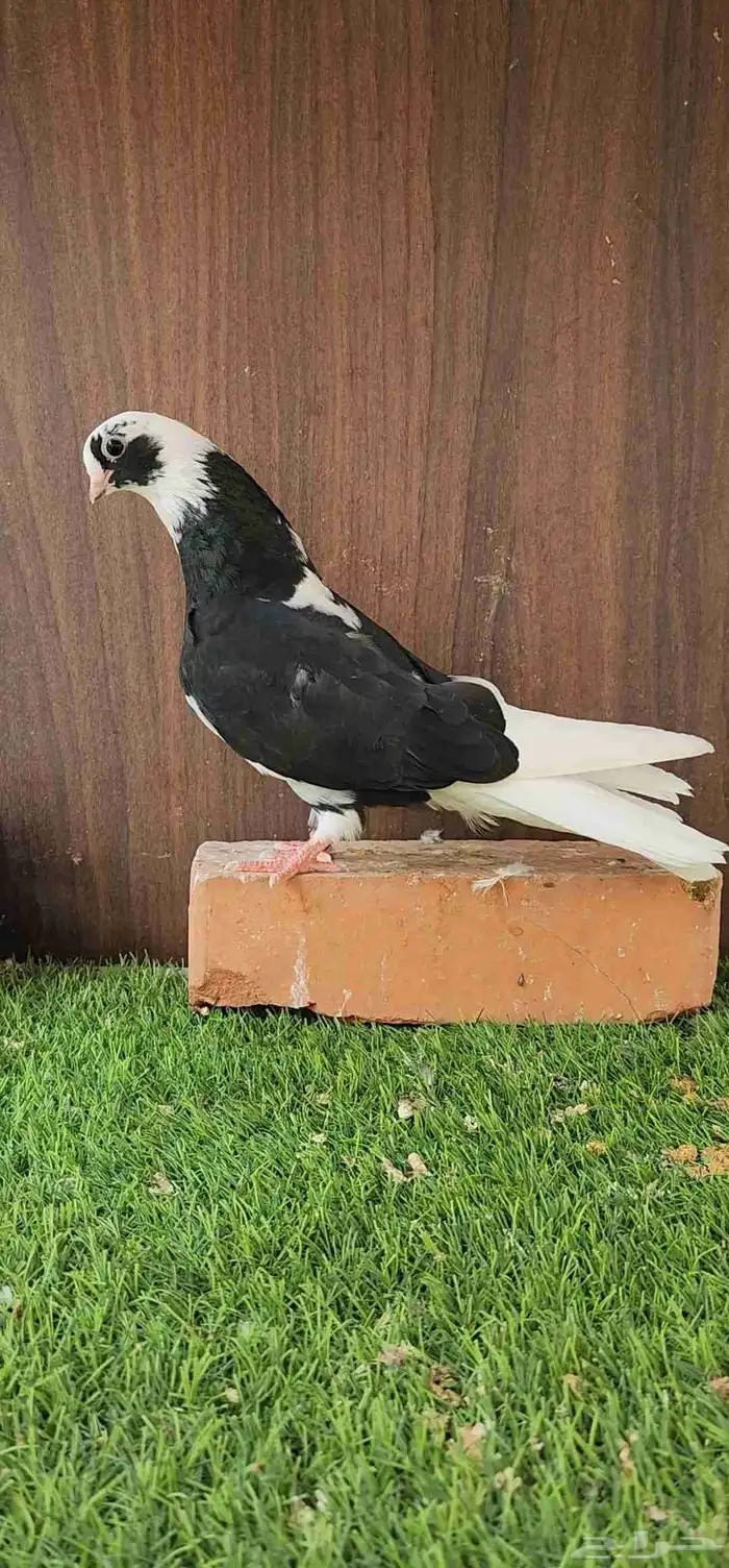 طبات قطيفي قندي 1