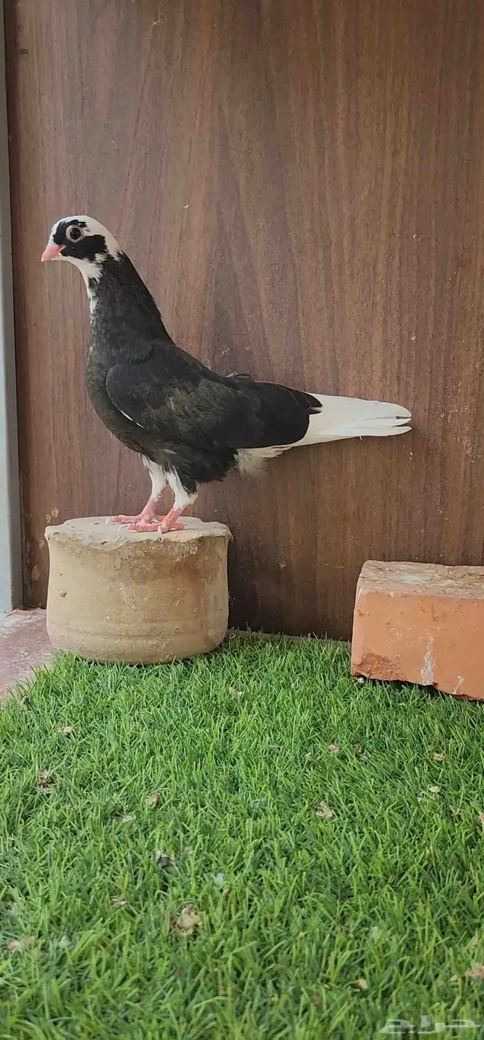 طبات قطيفي قندي 3