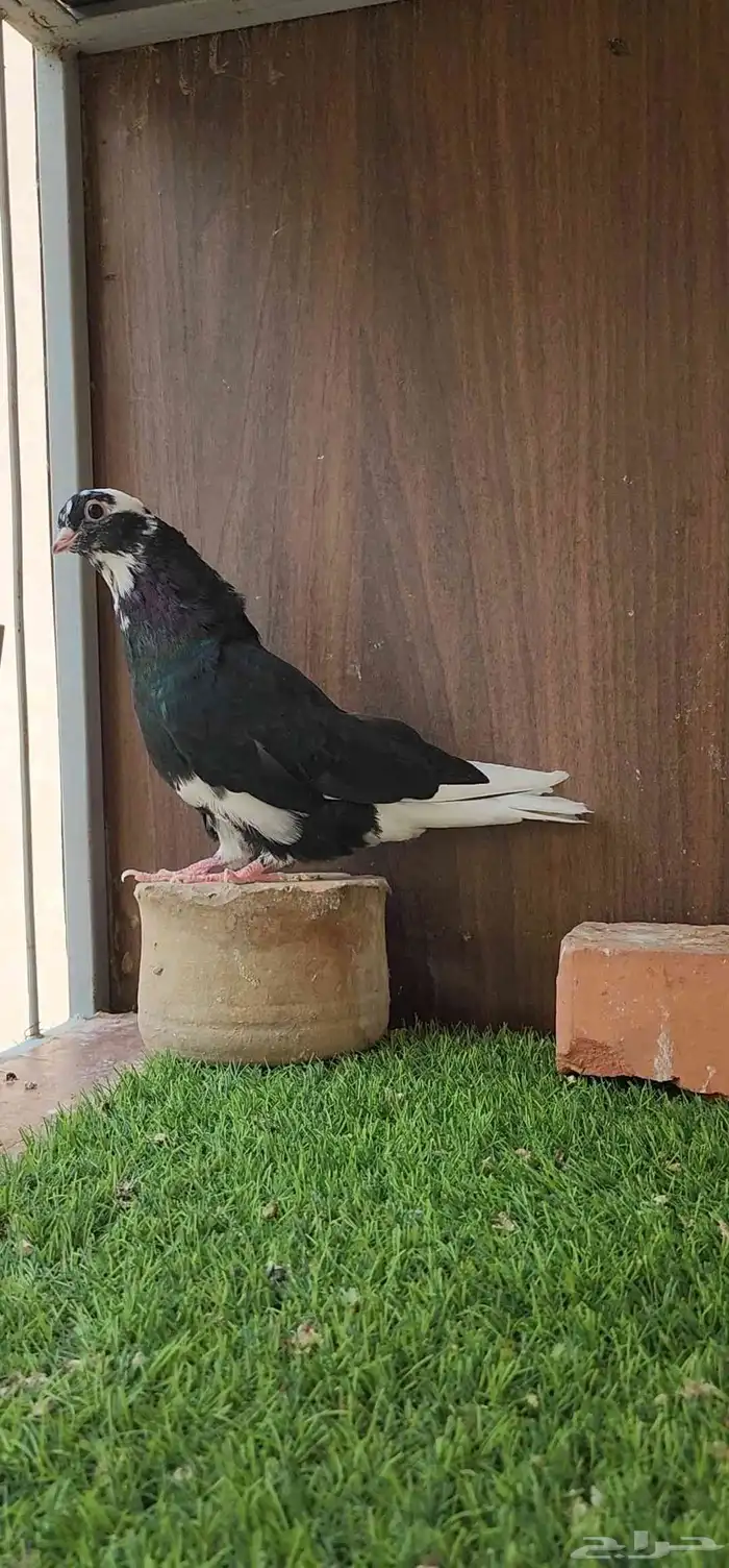 طبات قطيفي قندي 4
