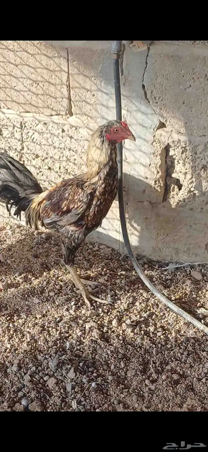 ديك باكستاني 7