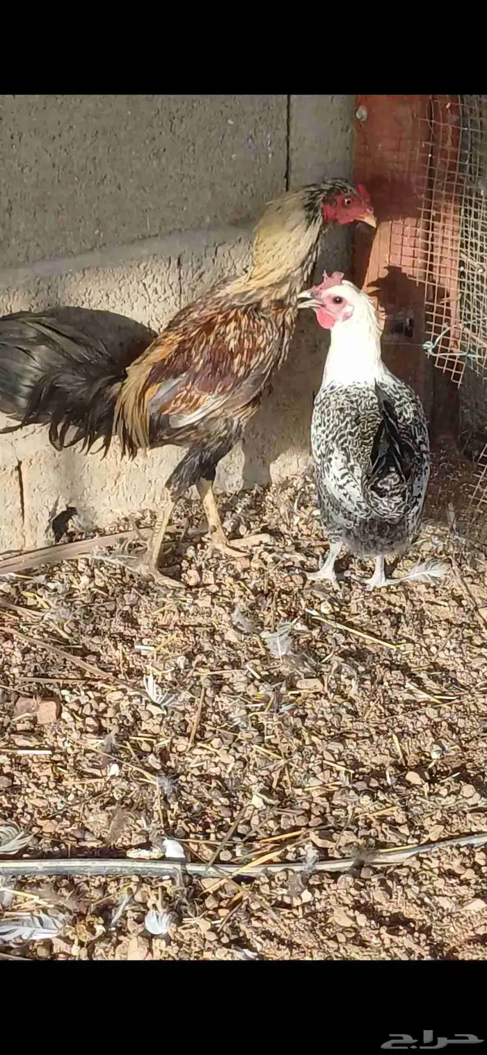 ديك باكستاني 4