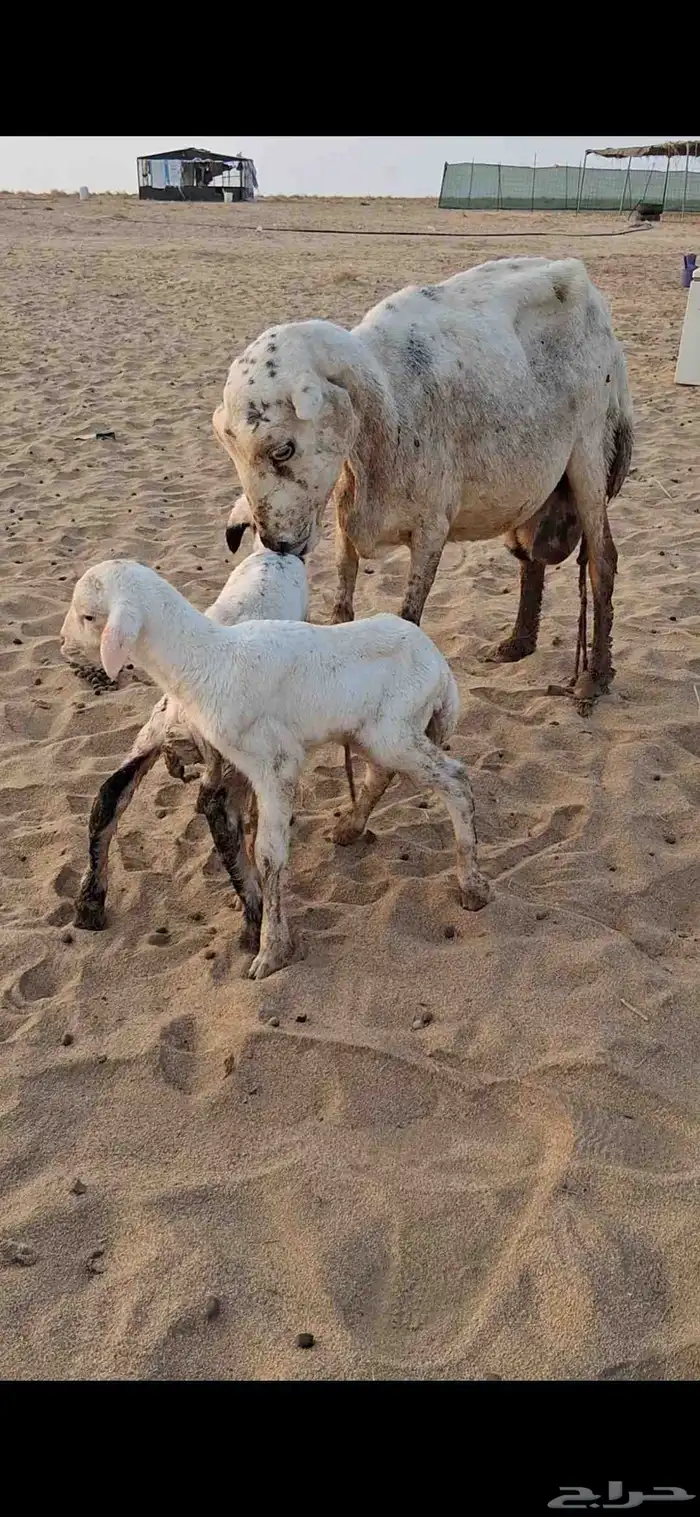 نعجه رفيدي توها والد تحتها 2 4