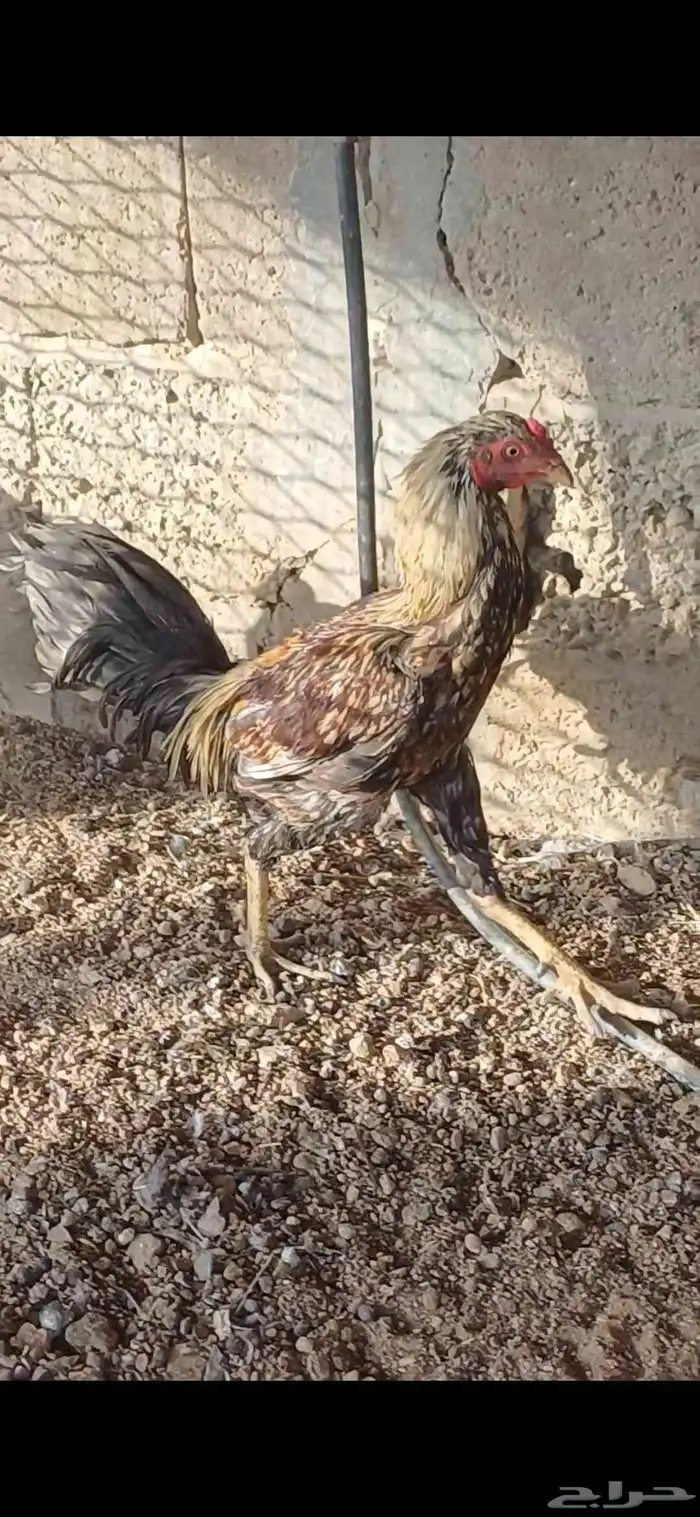 ديك باكستاني 6