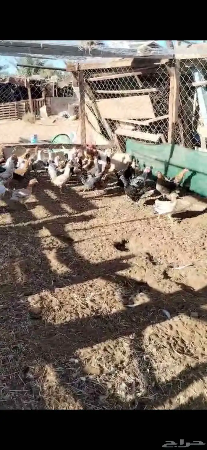 دجاج البيع سعر ب 30 0