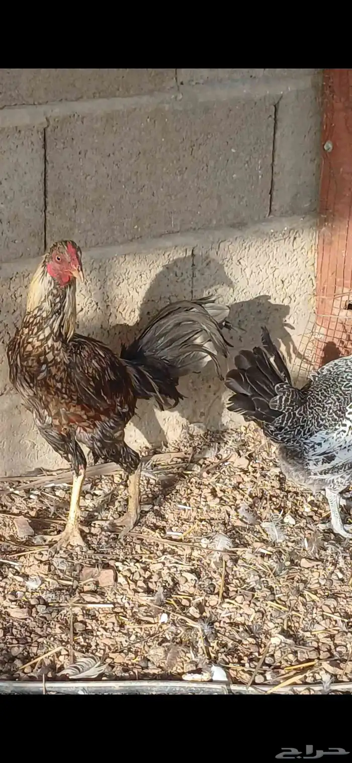 ديك باكستاني 5