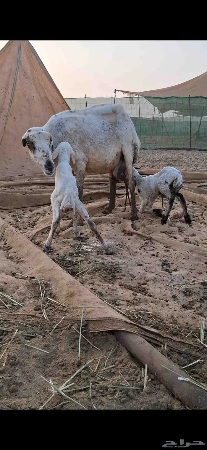 نعجه رفيدي توها والد تحتها 2 3