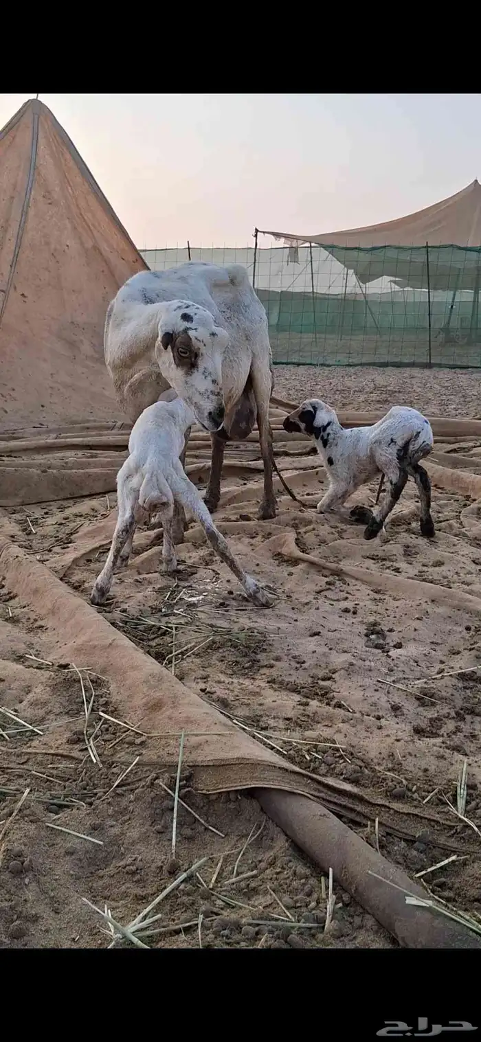 نعجه رفيدي توها والد تحتها 2 0