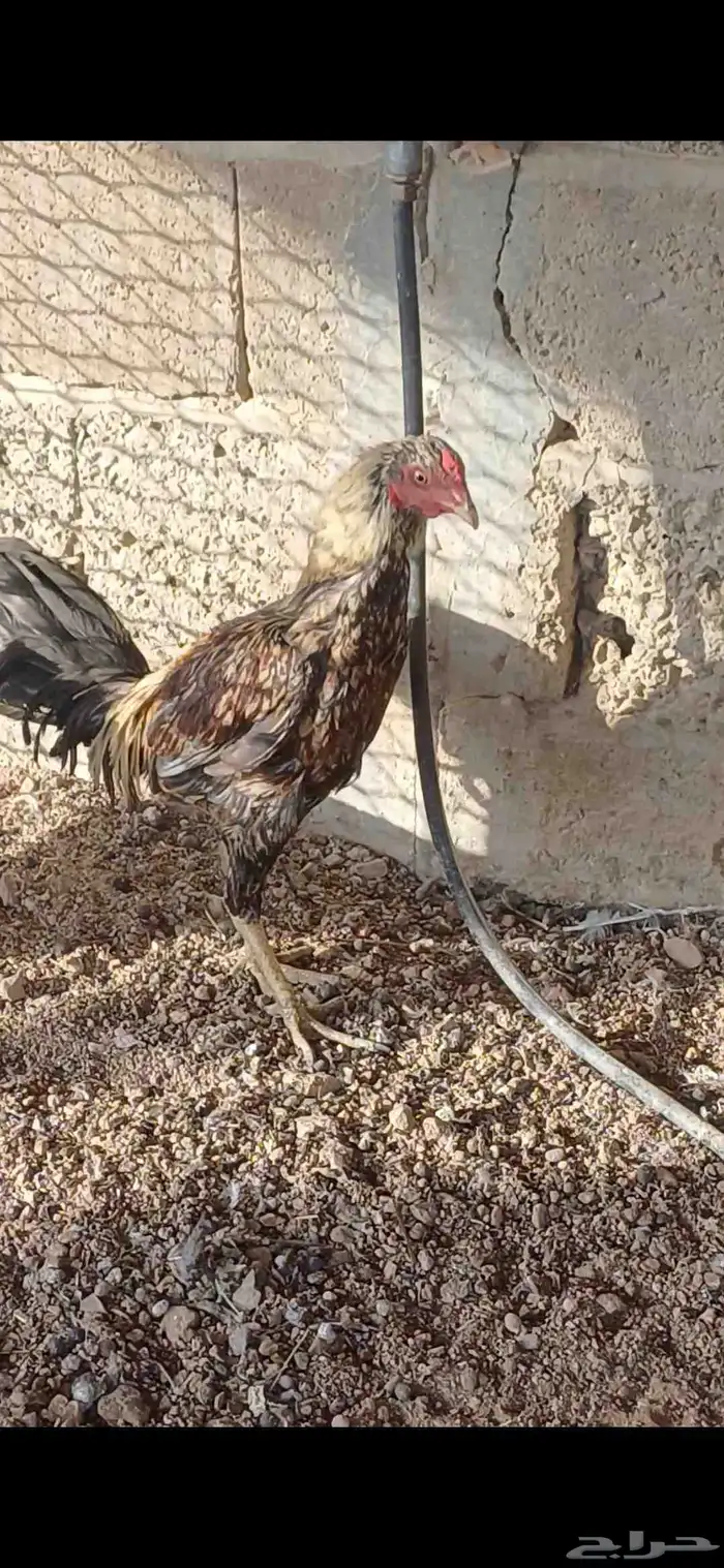 ديك باكستاني 8