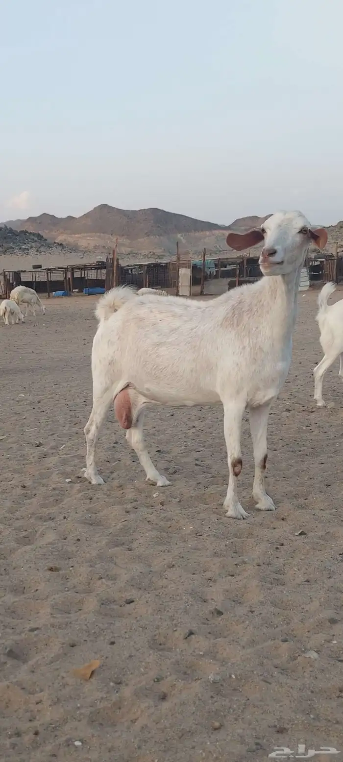 عنزين وجفره دفع مقربات 2