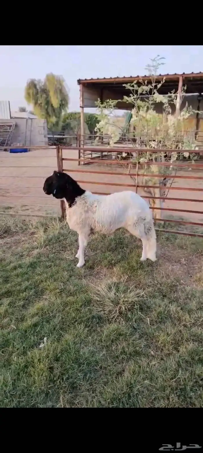 جذع ساكلي ابيض عمر 7 شهور فل شحم 0