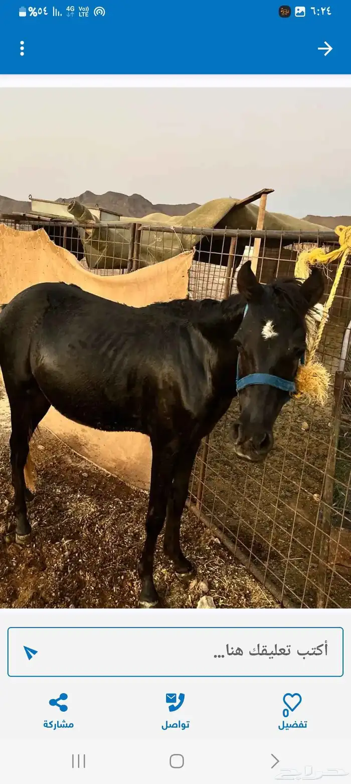 الخرج مهره بونيه للبيع العمر 10 شهور 3