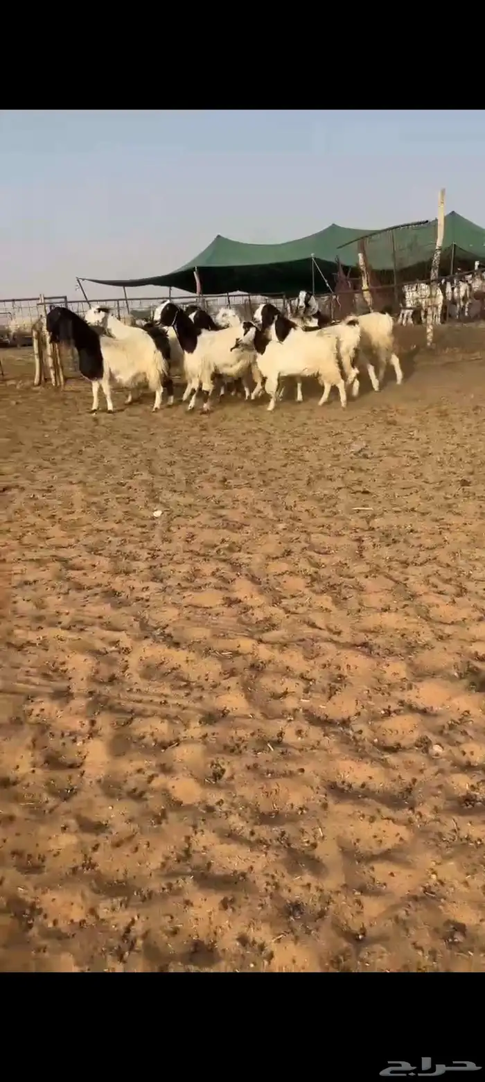 ماعز مصريات ربد تمم البيع 1