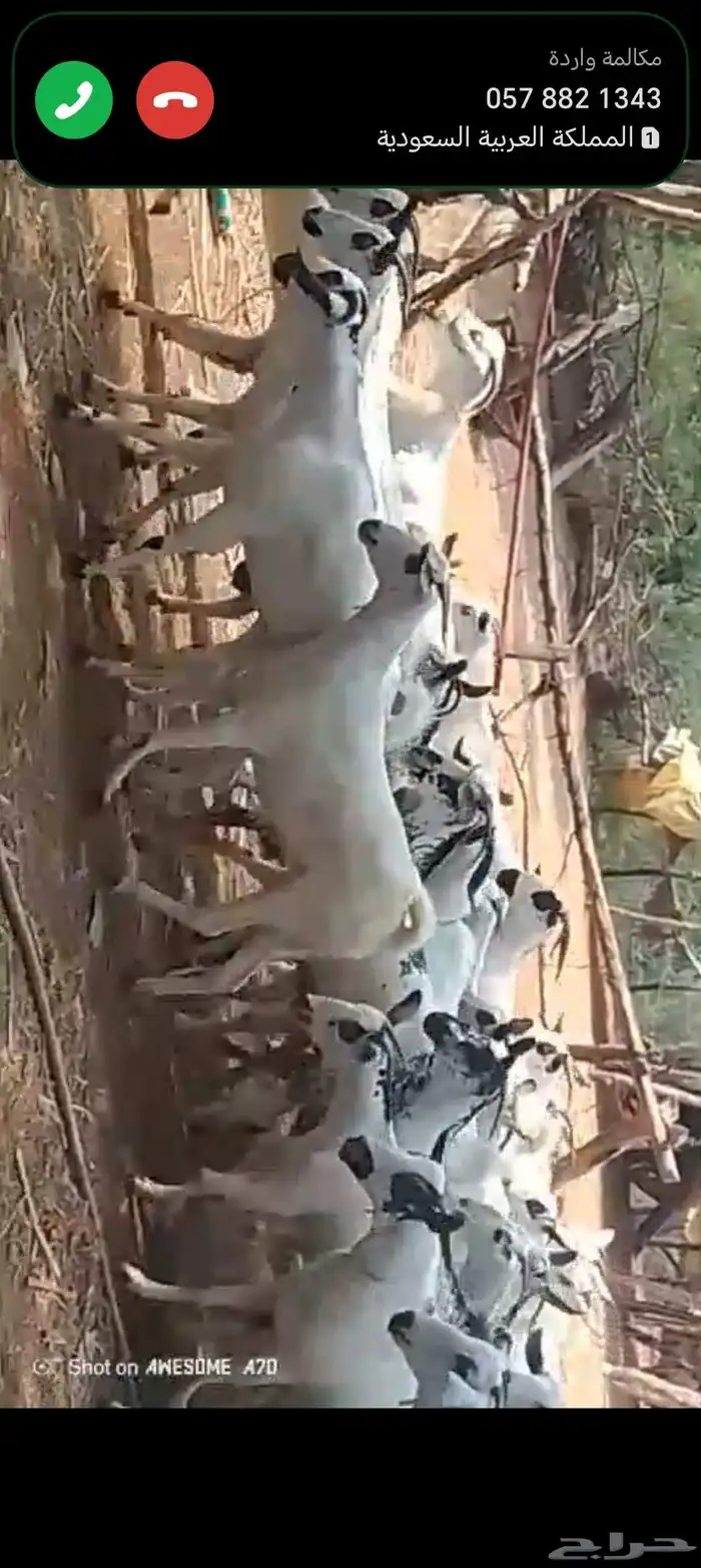 غنم بيشيات بلدي العدد 42 تحتها 20 4