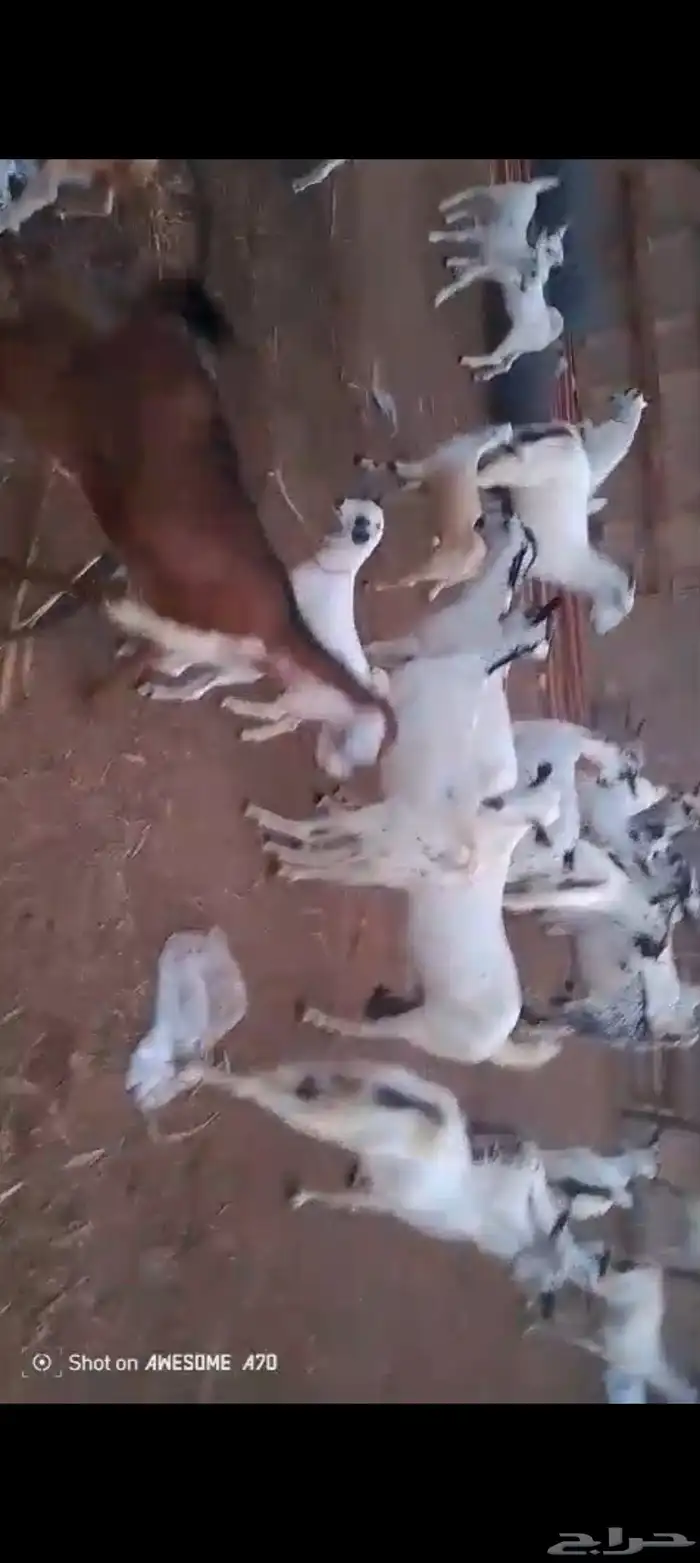 غنم بيشيات بلدي العدد 42 تحتها 20 1