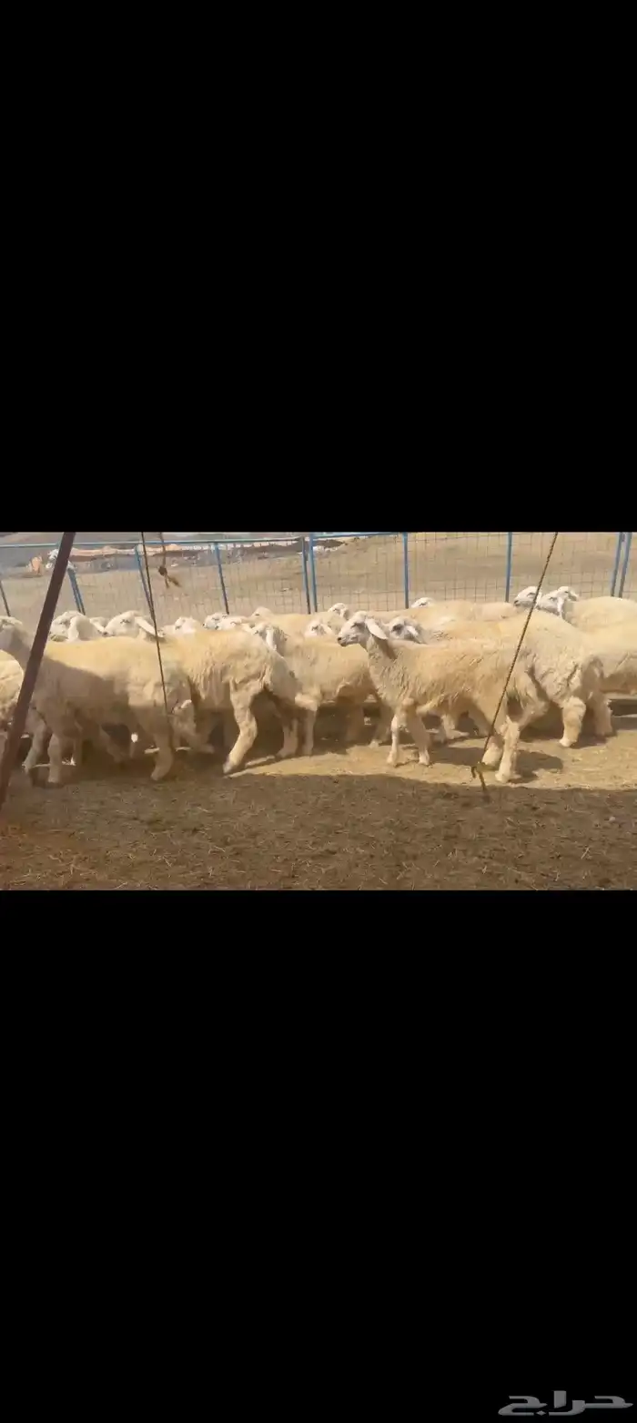 بهم حري طيب العدد 170راس 5