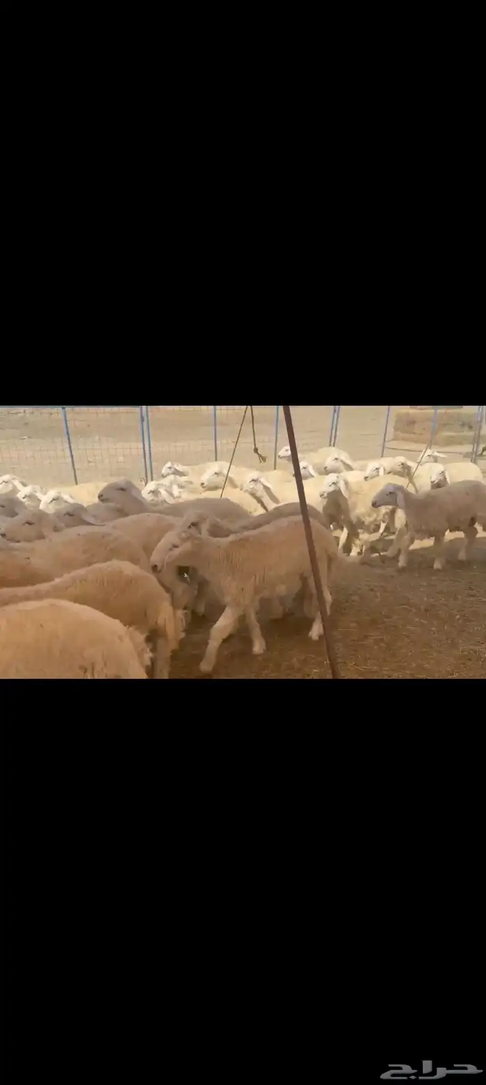 بهم حري طيب العدد 170راس 1