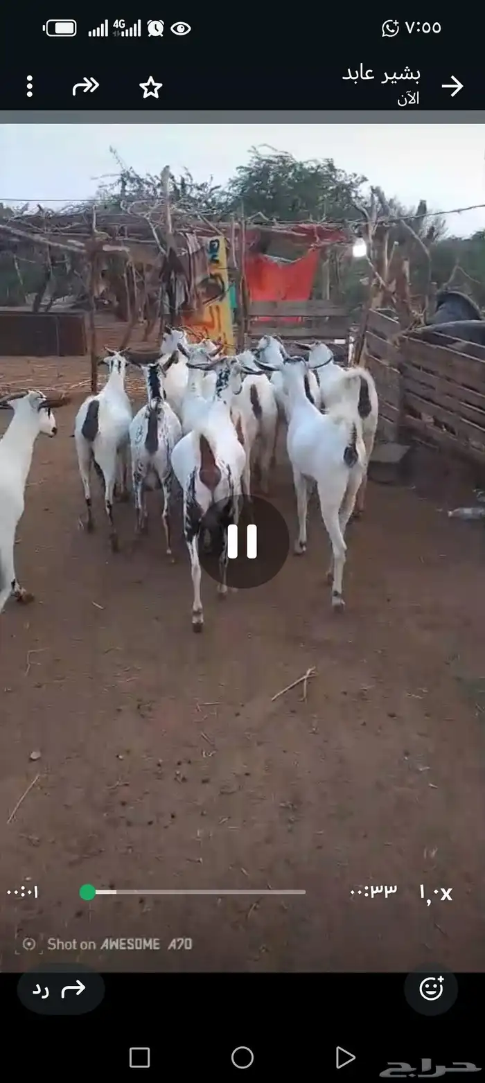 غنم بيشيات بلدي العدد 42 تحتها 20 5