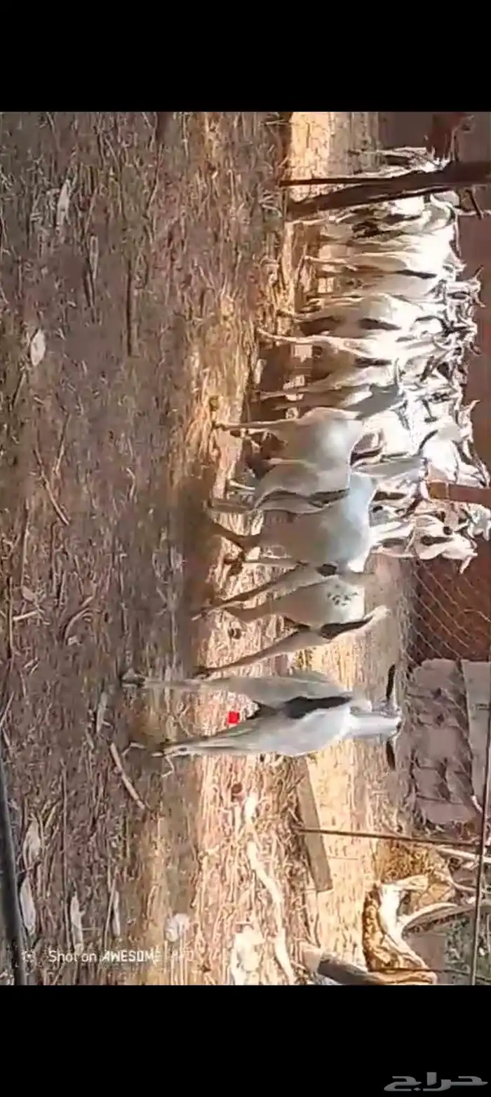 غنم بيشيات بلدي العدد 42 تحتها 20 3