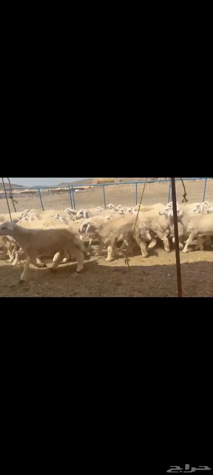 بهم حري طيب العدد 170راس 0