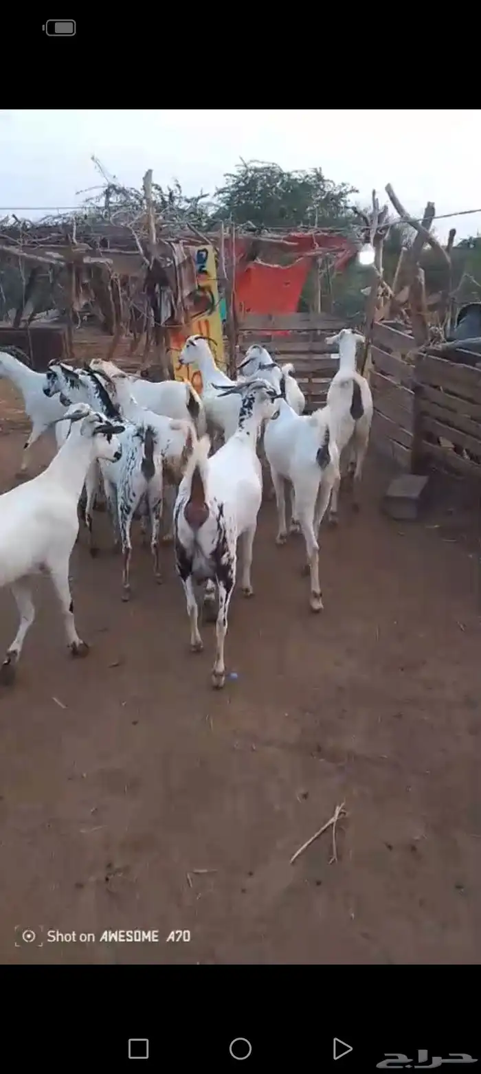 غنم بيشيات بلدي العدد 42 تحتها 20 0