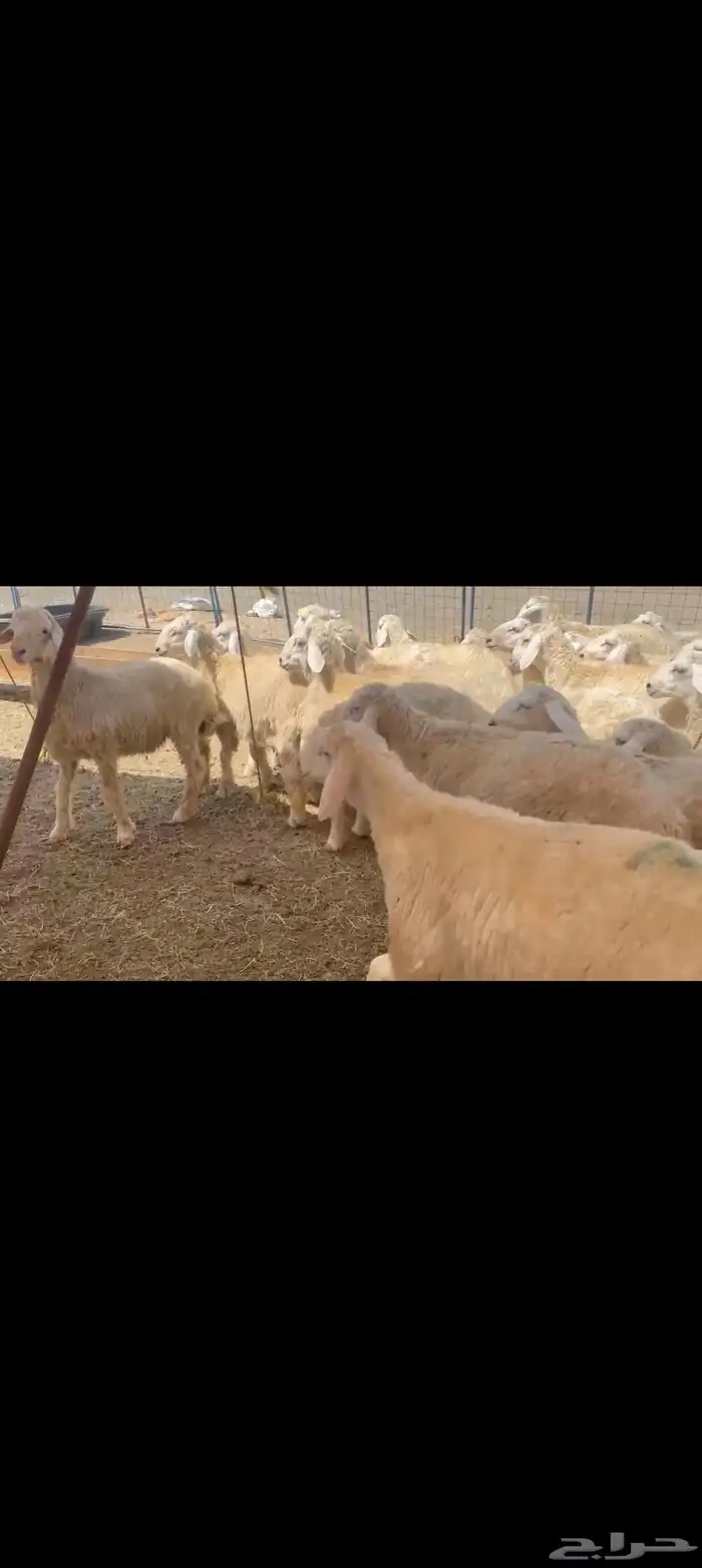 بهم حري طيب العدد 170راس 4