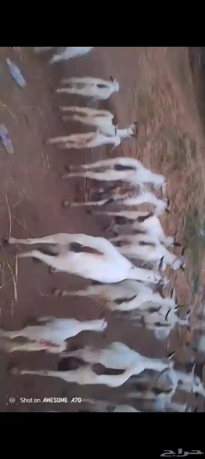 غنم بيشيات بلدي العدد 42 تحتها 20 6