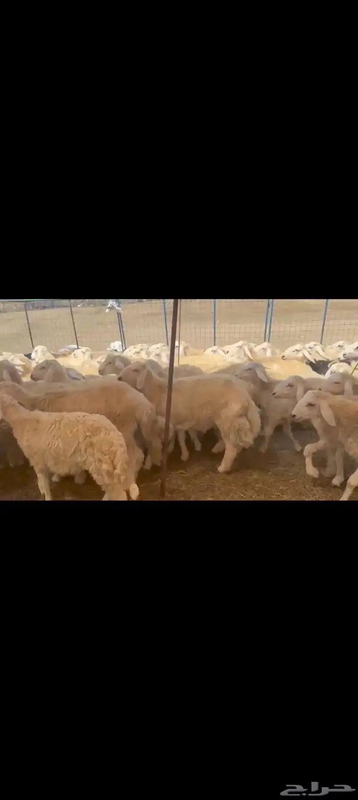 بهم حري طيب العدد 170راس 2