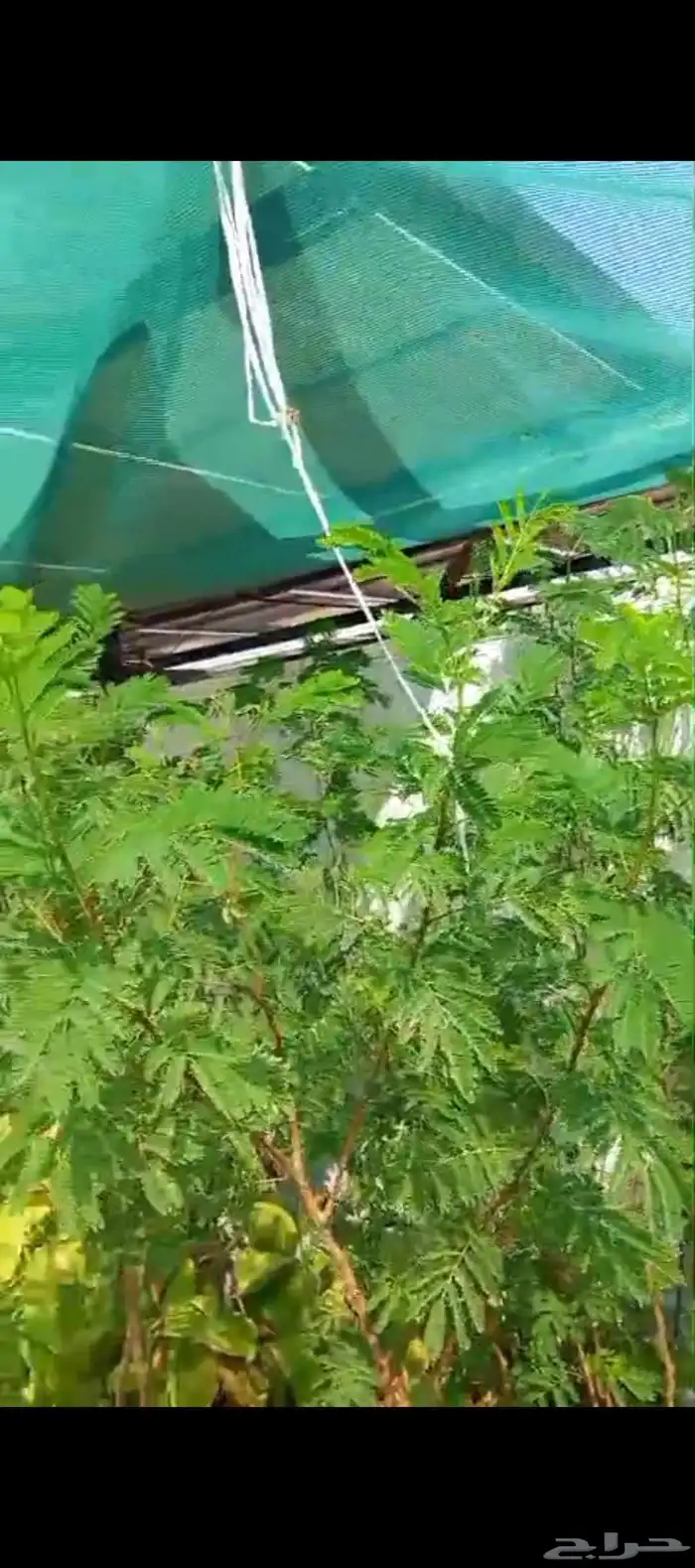 ريحان ايطالي للاكل شجر لوسينيا 3