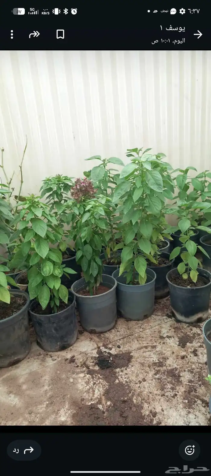 ريحان ايطالي للاكل شجر لوسينيا 2