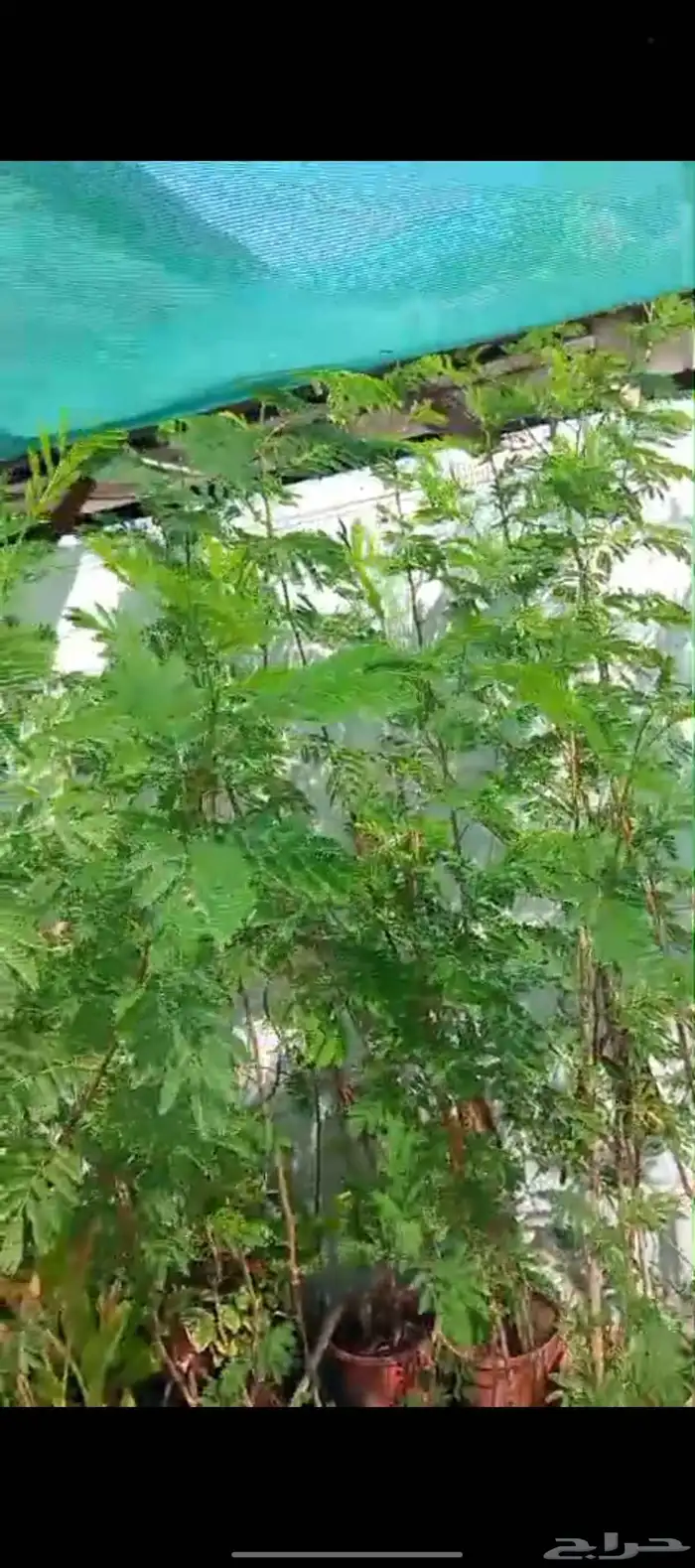 ريحان ايطالي للاكل شجر لوسينيا 1