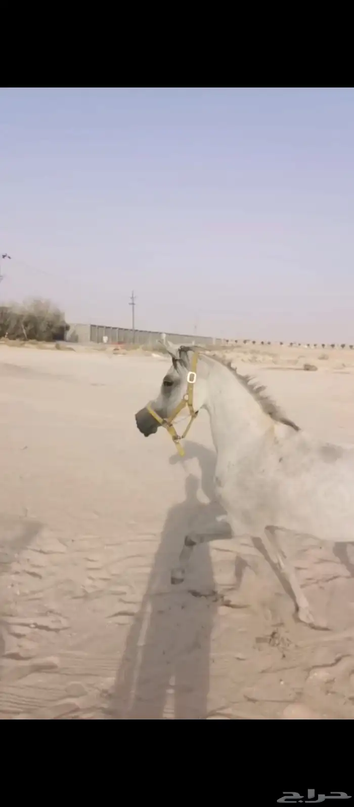 فرس شعبيه 0