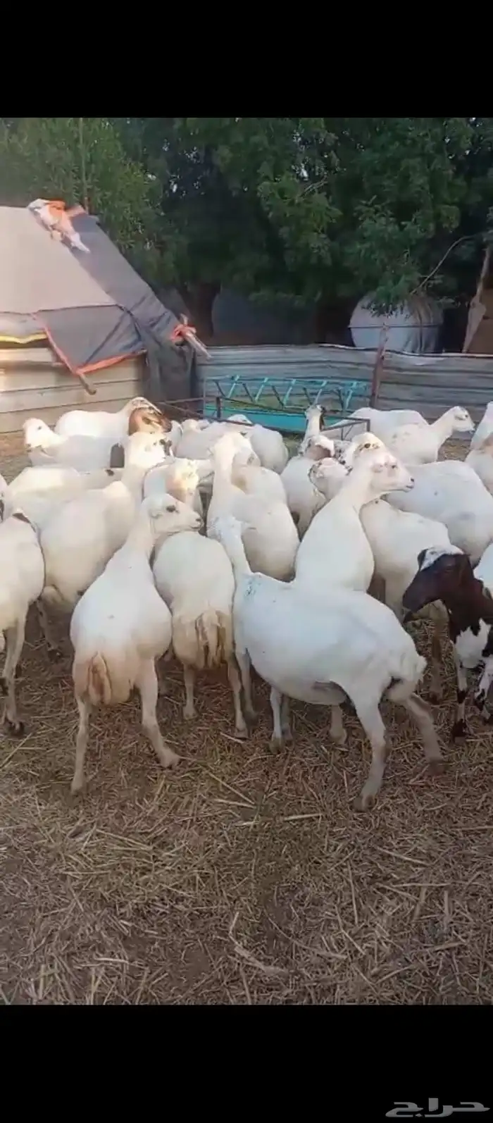 ضان رفيديت بلدي ماشأالله كلها قرايب 2