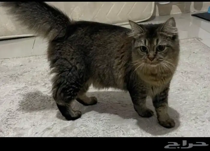 قطه للتبني 0