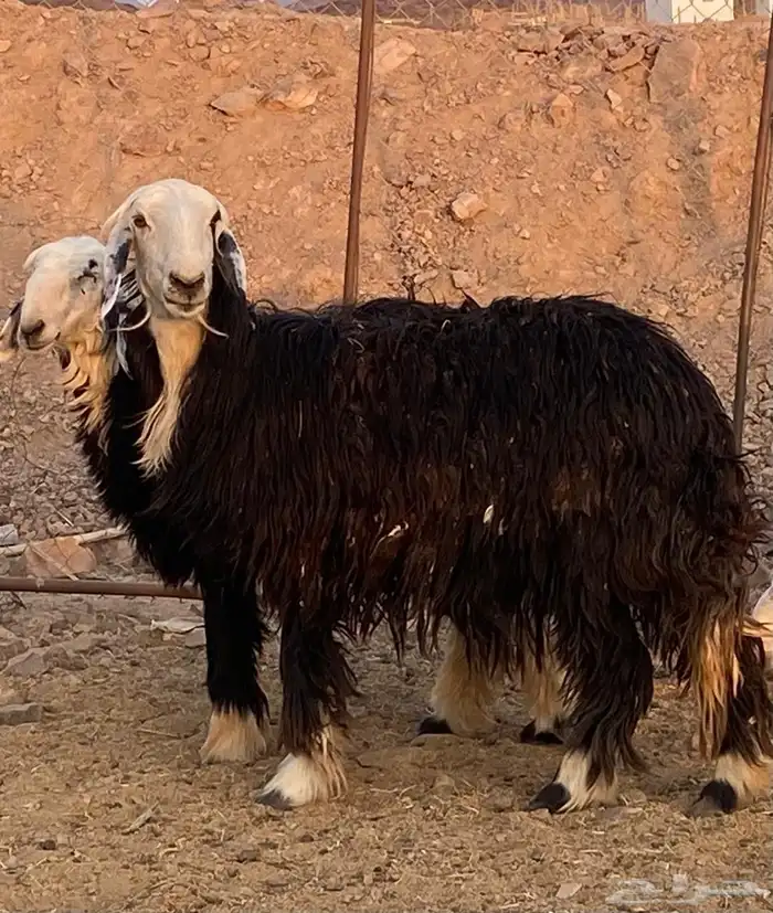 ضان نجد اصغار سن 14