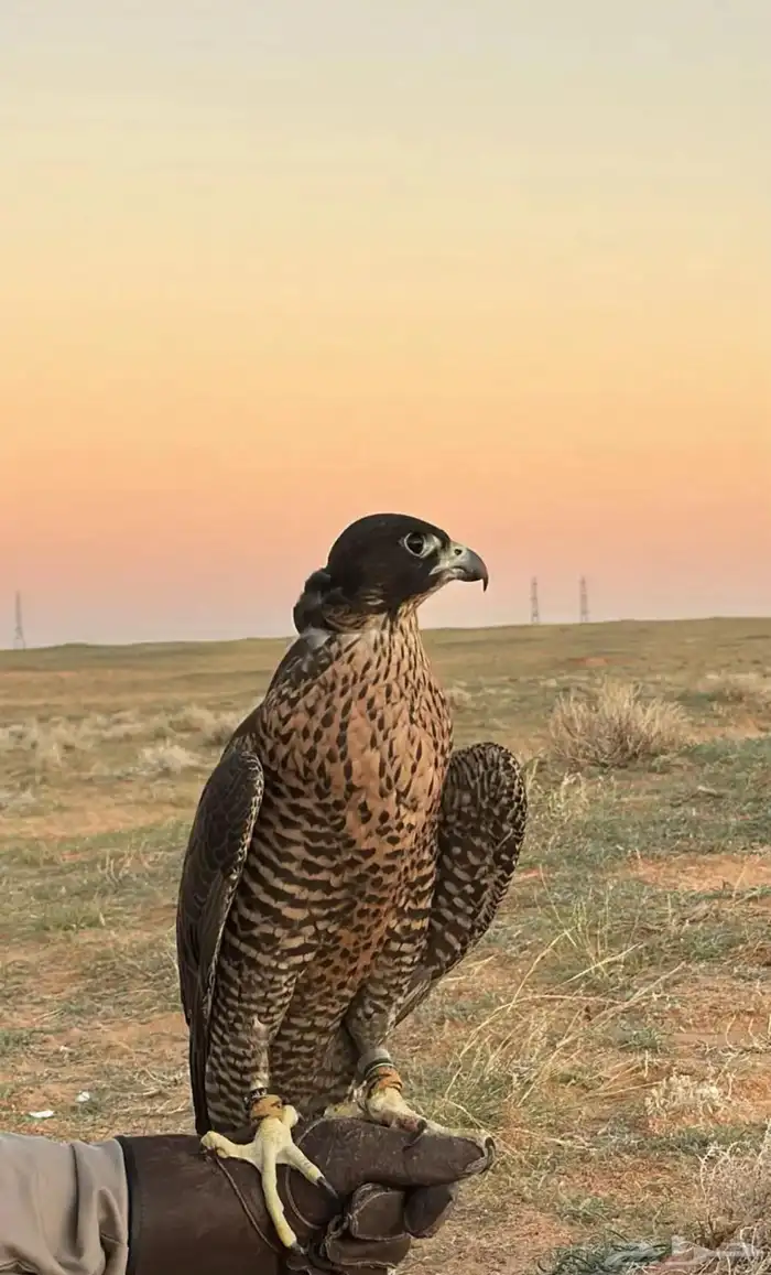 طير جير شاهين H-3 2