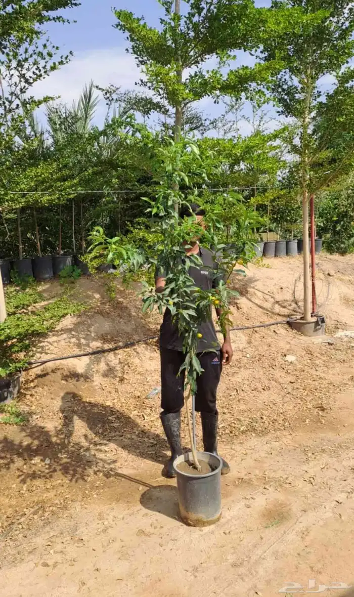 مكة شتلات الجميع الون با الجملة للزراعة 6
