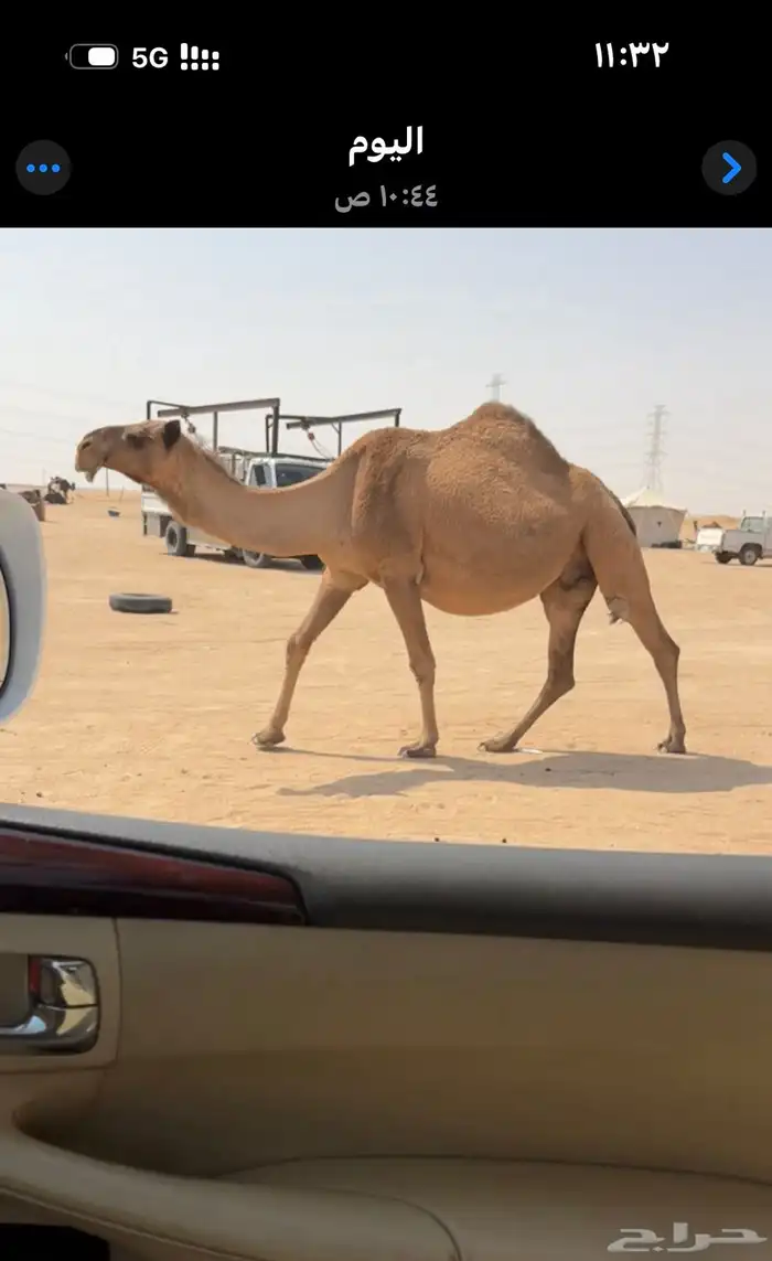 لقحه كفوو وولادها قريب 0