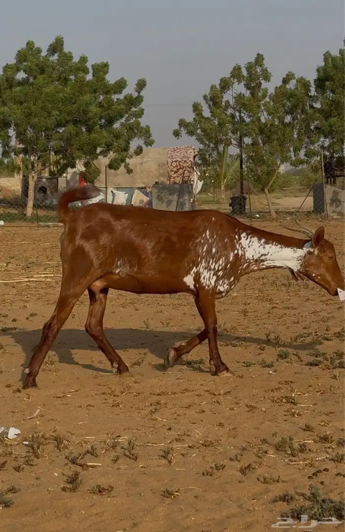 جفرتين وشح دفع 1