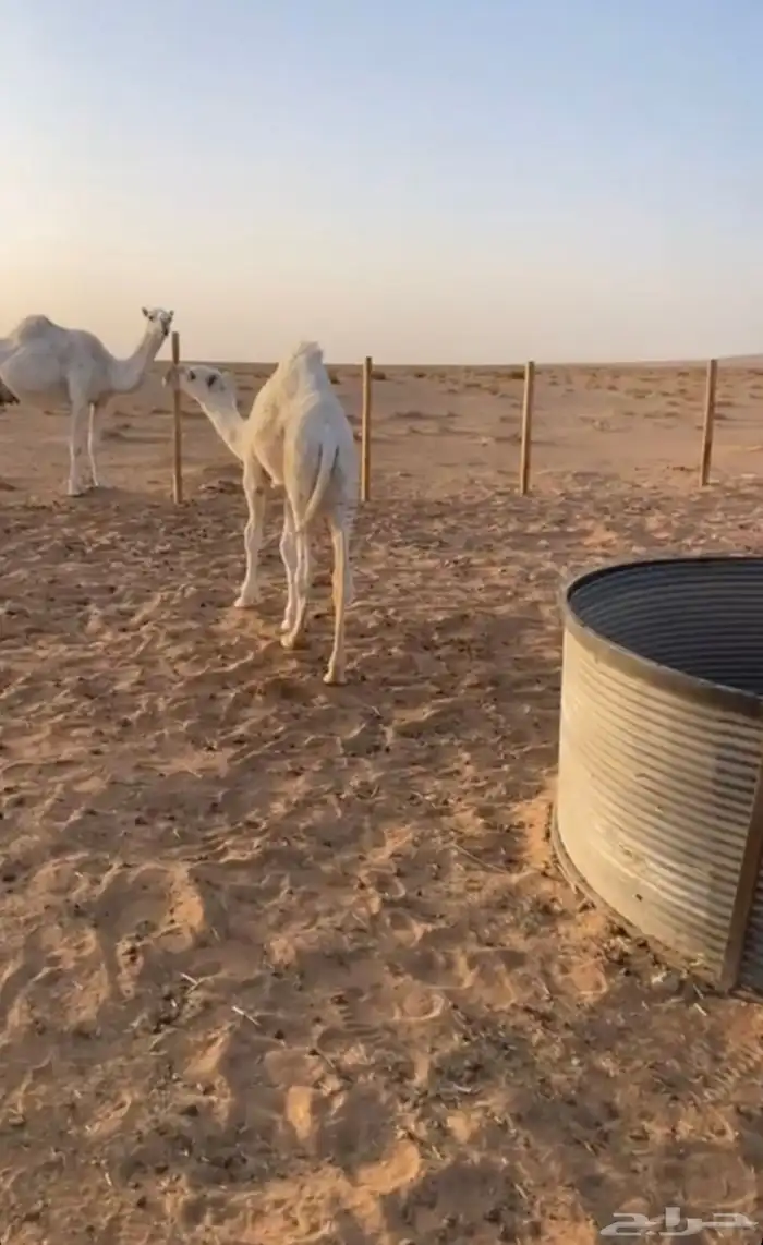 نياق 0