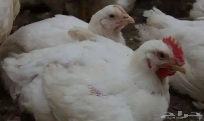 دجاج لاحم روس 308 0