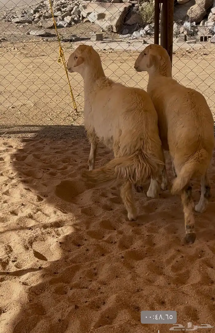 طليان مناسبات 1
