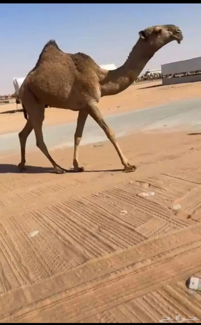 للبيع مفروده شعلا 0